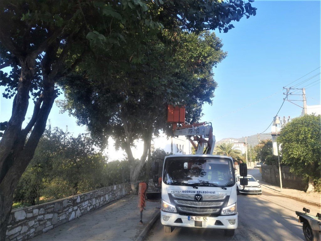 Bodrum Belediyesi ağaç budama çalışmalarını sürdürüyor