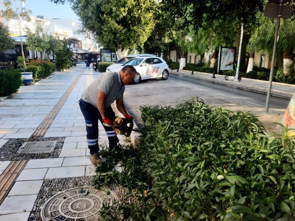 Bodrum Belediyesi ağaç budama çalışmalarını sürdürüyor