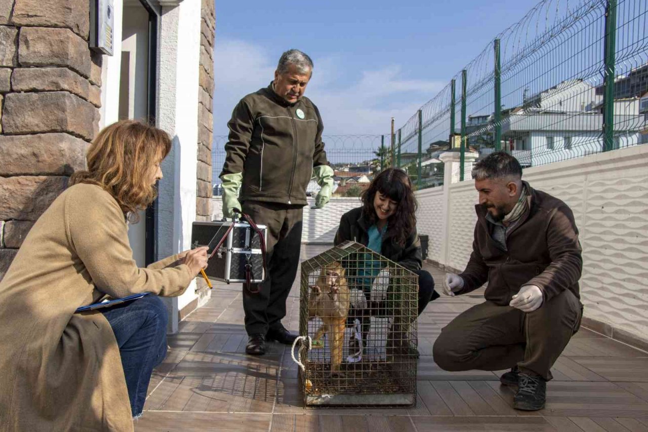 Davetsiz misafir makak maymunu koruma altında