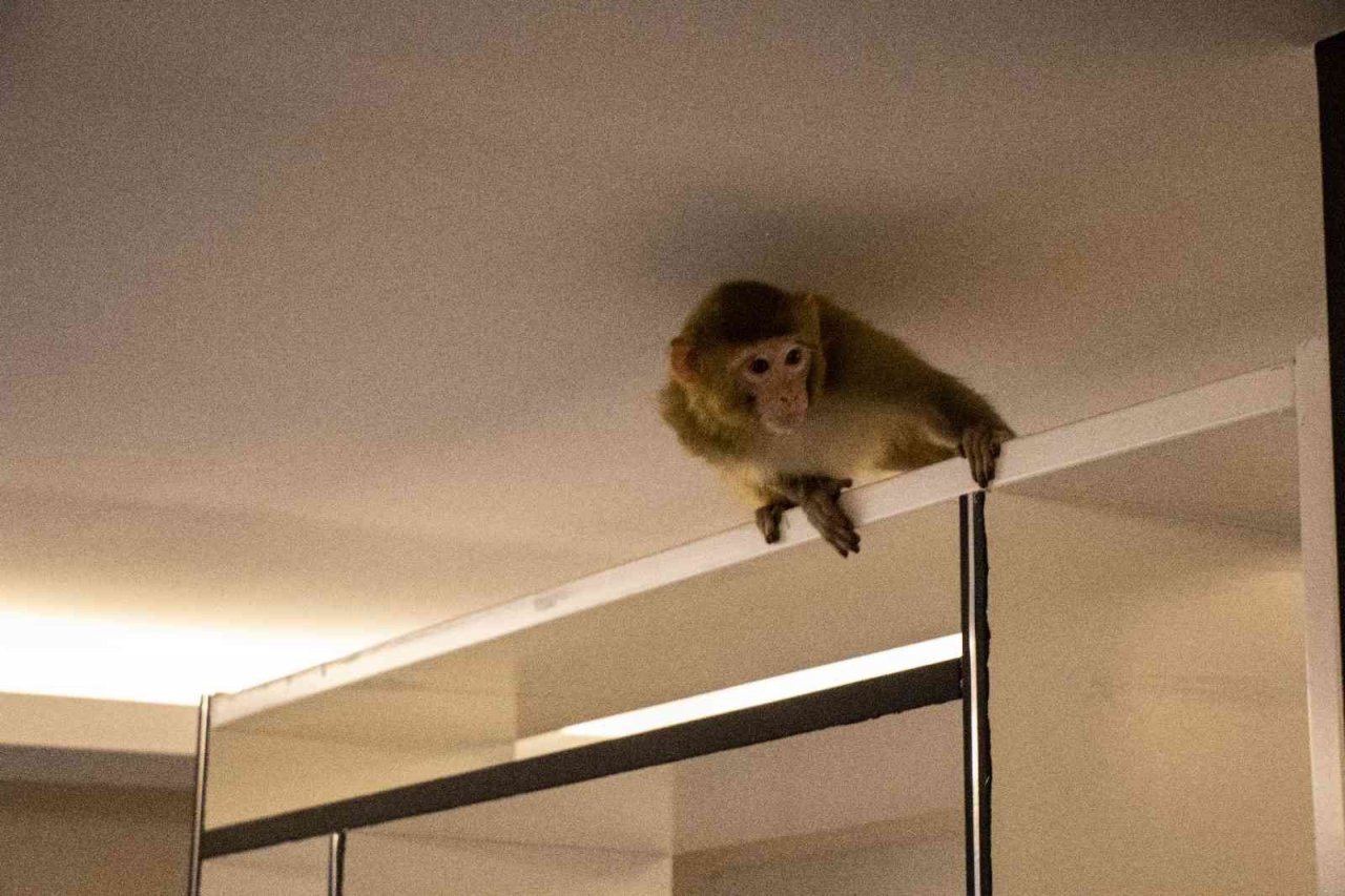 Davetsiz misafir makak maymunu koruma altında