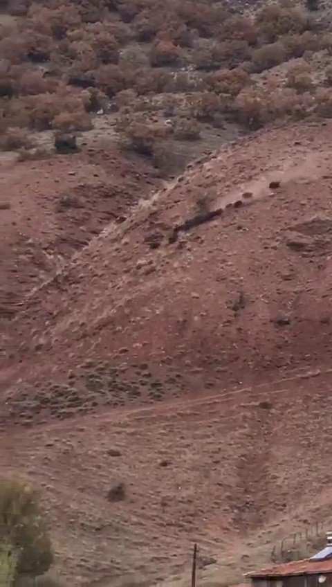 Köye inen domuz sürüsünü çoban köpeği uzaklaştırdı, o anlar kamerada