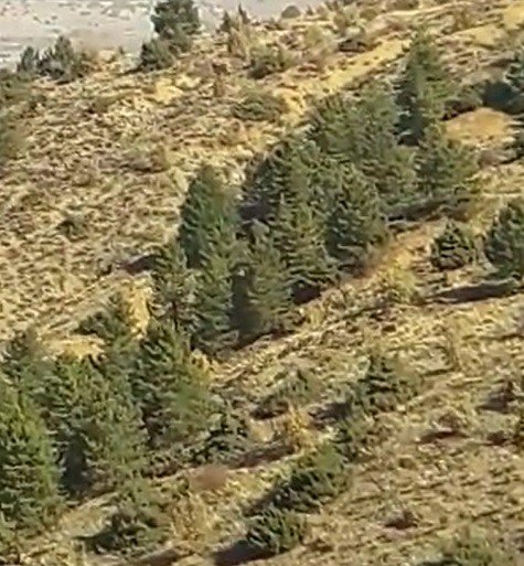 Elazığ’da onlarca yaban domuzu cep telefonuyla görüntülendi