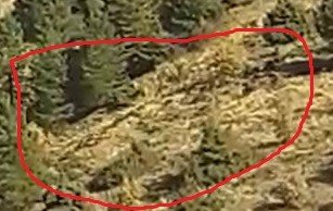 Elazığ’da onlarca yaban domuzu cep telefonuyla görüntülendi