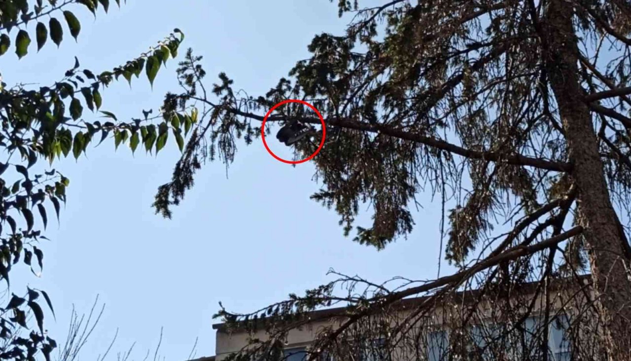 Ağaçta asılı kalan güvercin son anda kurtarıldı