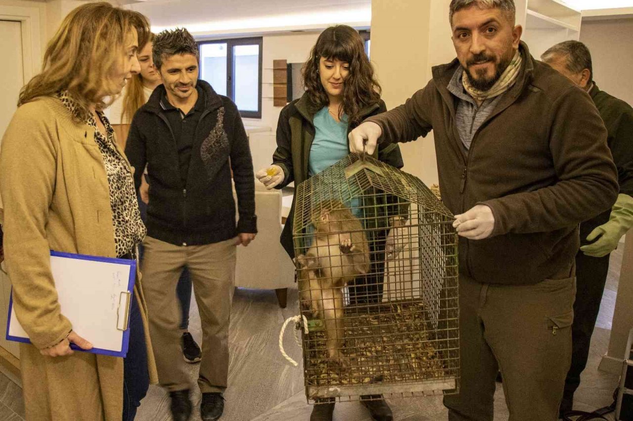 Davetsiz misafir makak maymunu koruma altında