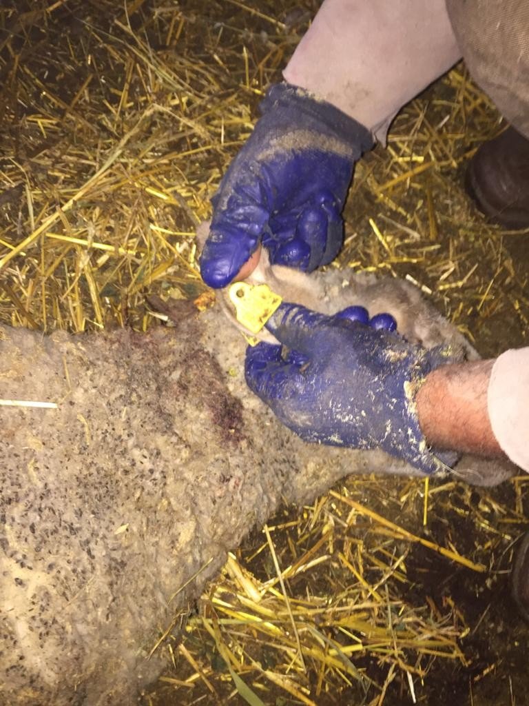 Sokak köpekleri ikinci kez saldırdıkları çiftlikte 5 koyunu telef etti