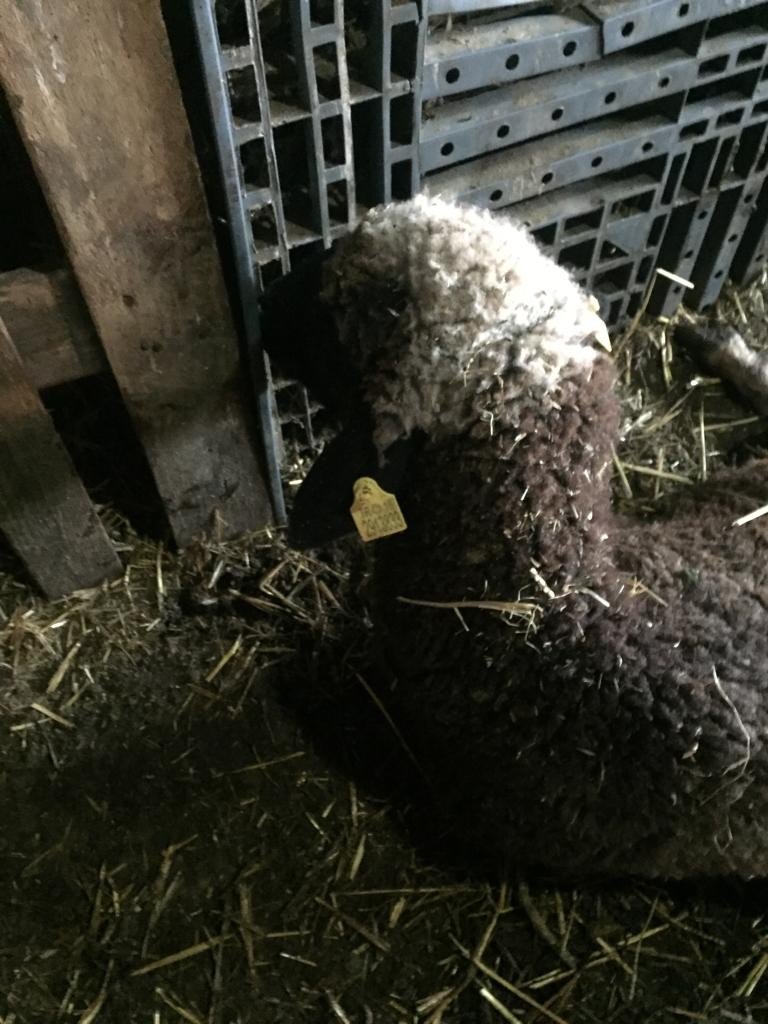 Sokak köpekleri ikinci kez saldırdıkları çiftlikte 5 koyunu telef etti