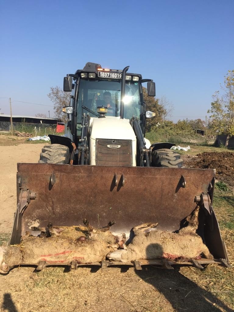 Sokak köpekleri ikinci kez saldırdıkları çiftlikte 5 koyunu telef etti