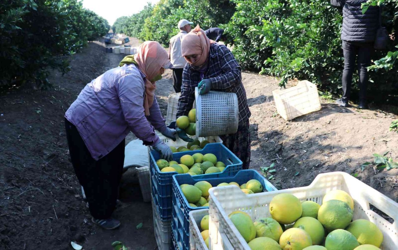 Adana’da portakal hasadı başladı, bahçede kilosu 10-12 lira