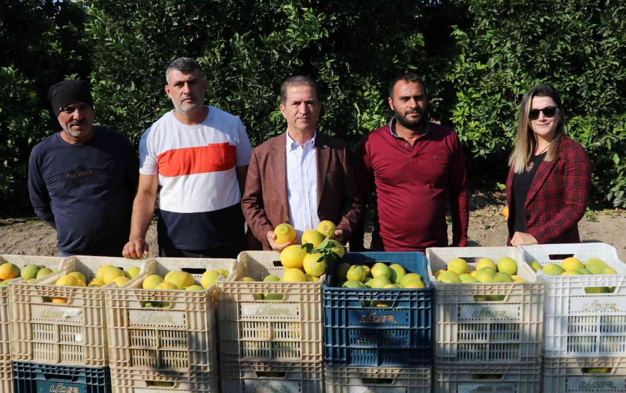 Adana’da portakal hasadı başladı, bahçede kilosu 10-12 lira