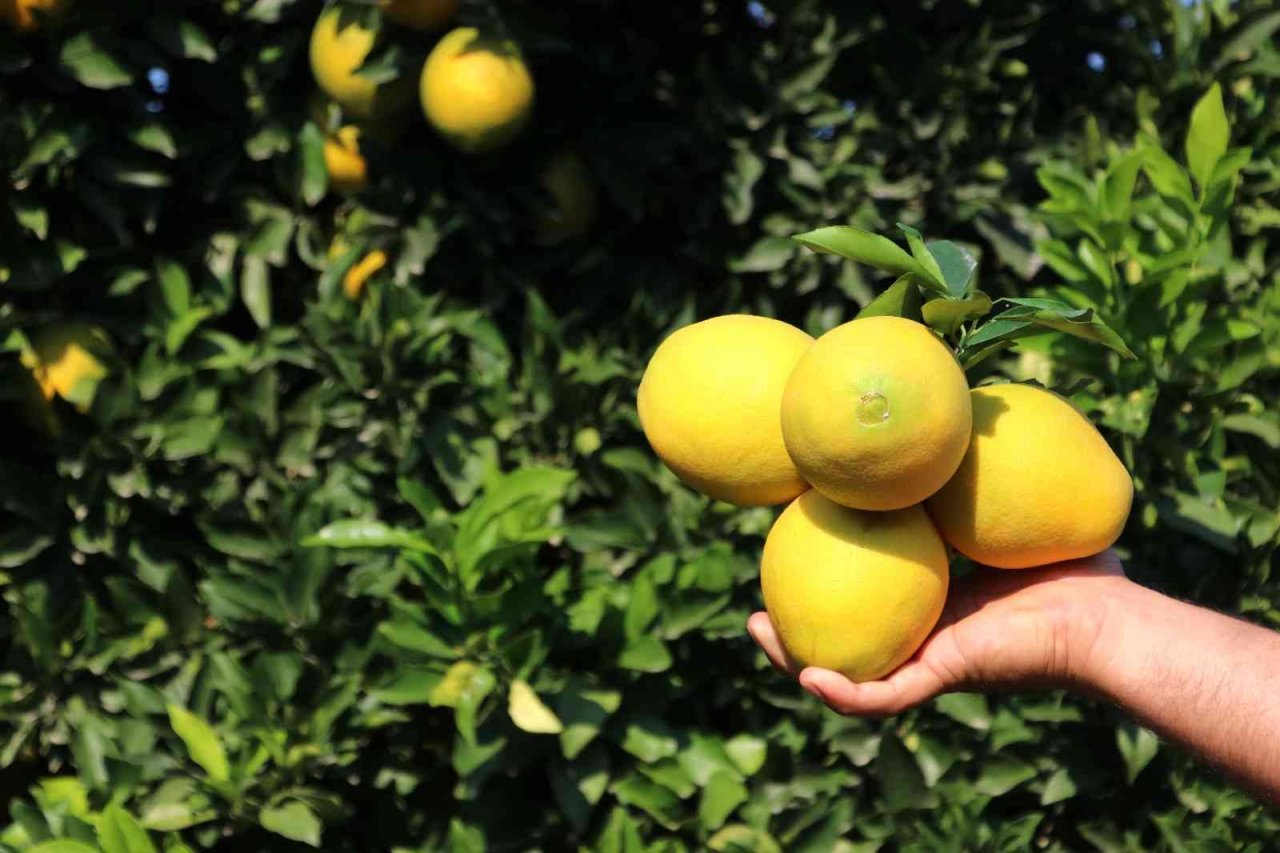 Adana’da portakal hasadı başladı, bahçede kilosu 10-12 lira
