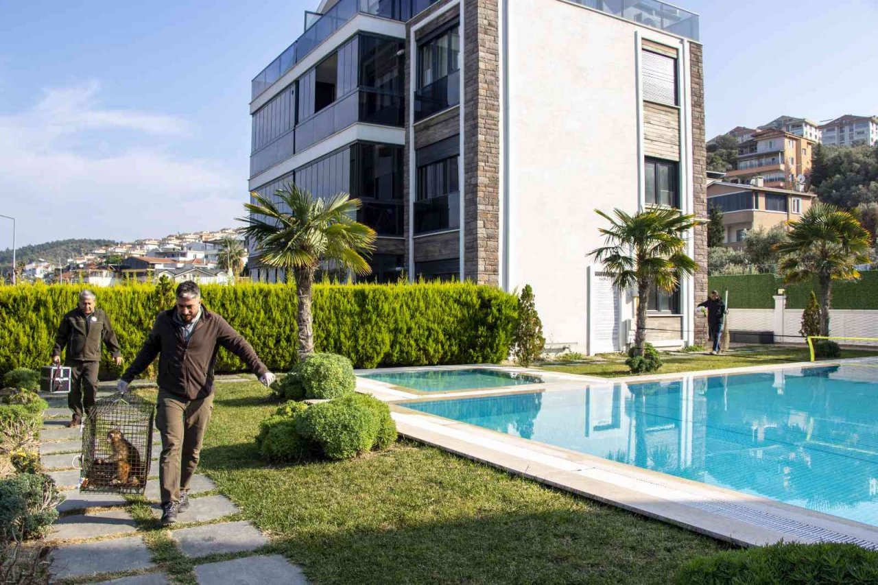 Davetsiz misafir makak maymunu koruma altında