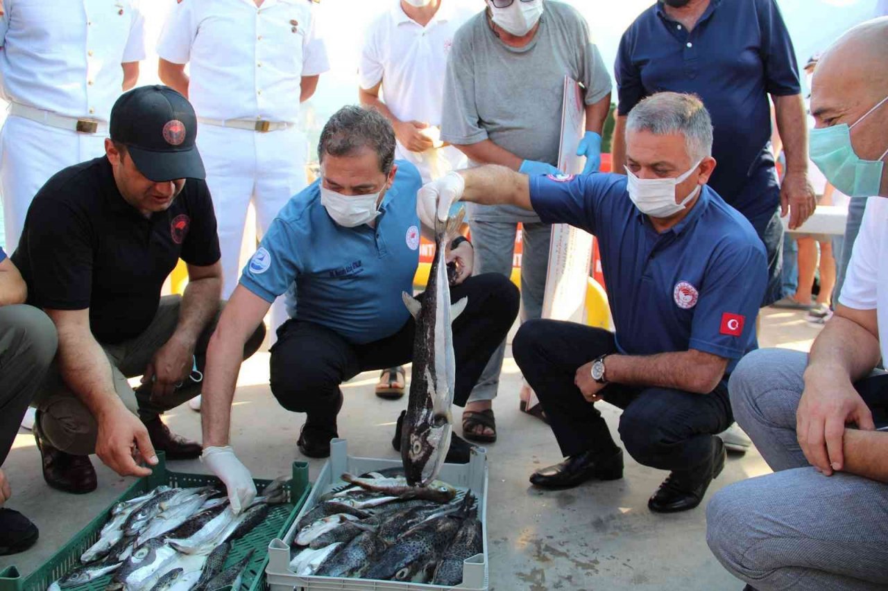 Antalya’da balıkçılara istilacı balon balığı bereketi