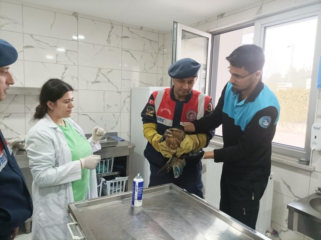 Jandarma yaralı şahine sahip çıktı