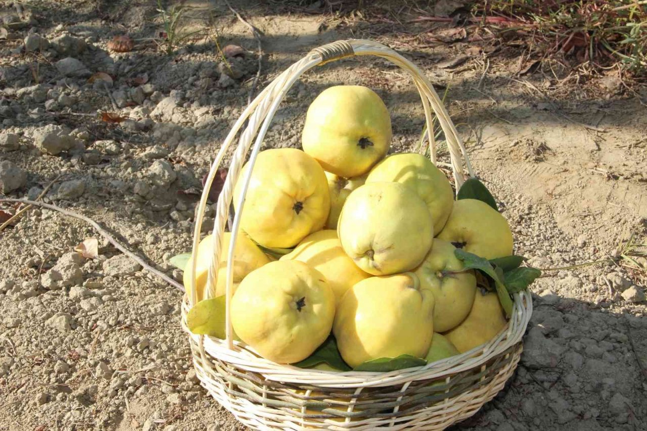 Ayvada hasat coşkusu