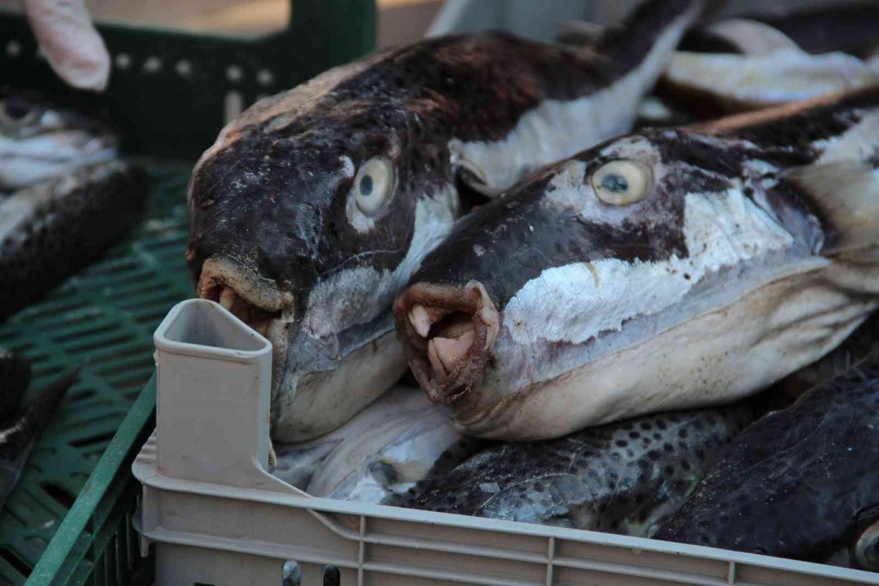 Antalya’da balıkçılara istilacı balon balığı bereketi