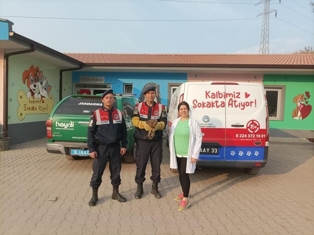 Jandarma yaralı şahine sahip çıktı