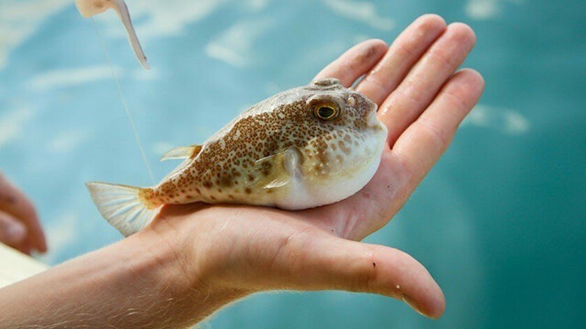 Antalya’da balıkçılara istilacı balon balığı bereketi
