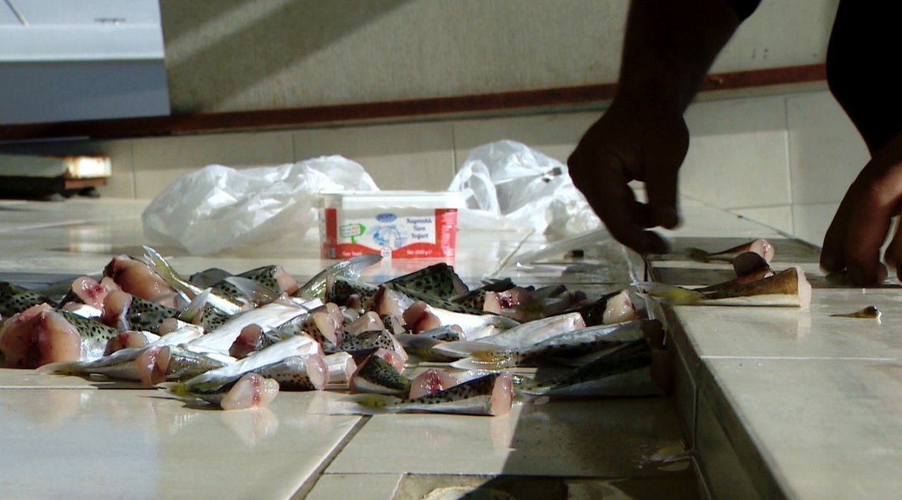 Antalya’da balıkçılara istilacı balon balığı bereketi