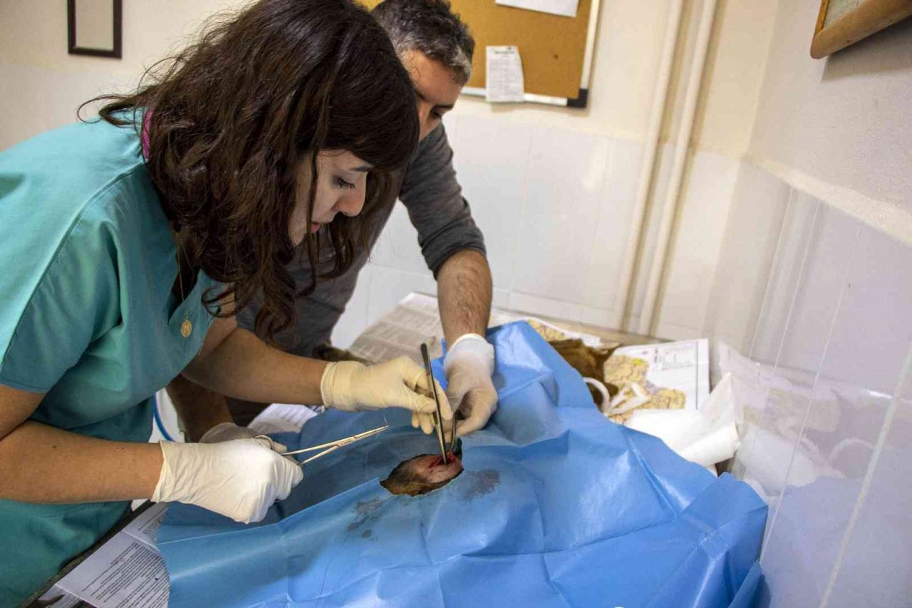 Yaralı çakal 3 saatlik operasyonla sağlığına kavuştu