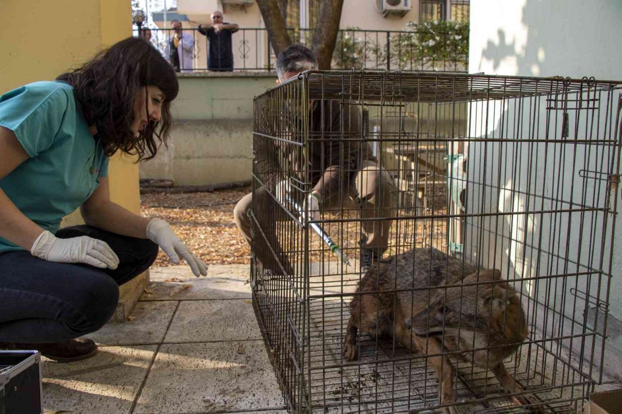 Yaralı çakal 3 saatlik operasyonla sağlığına kavuştu
