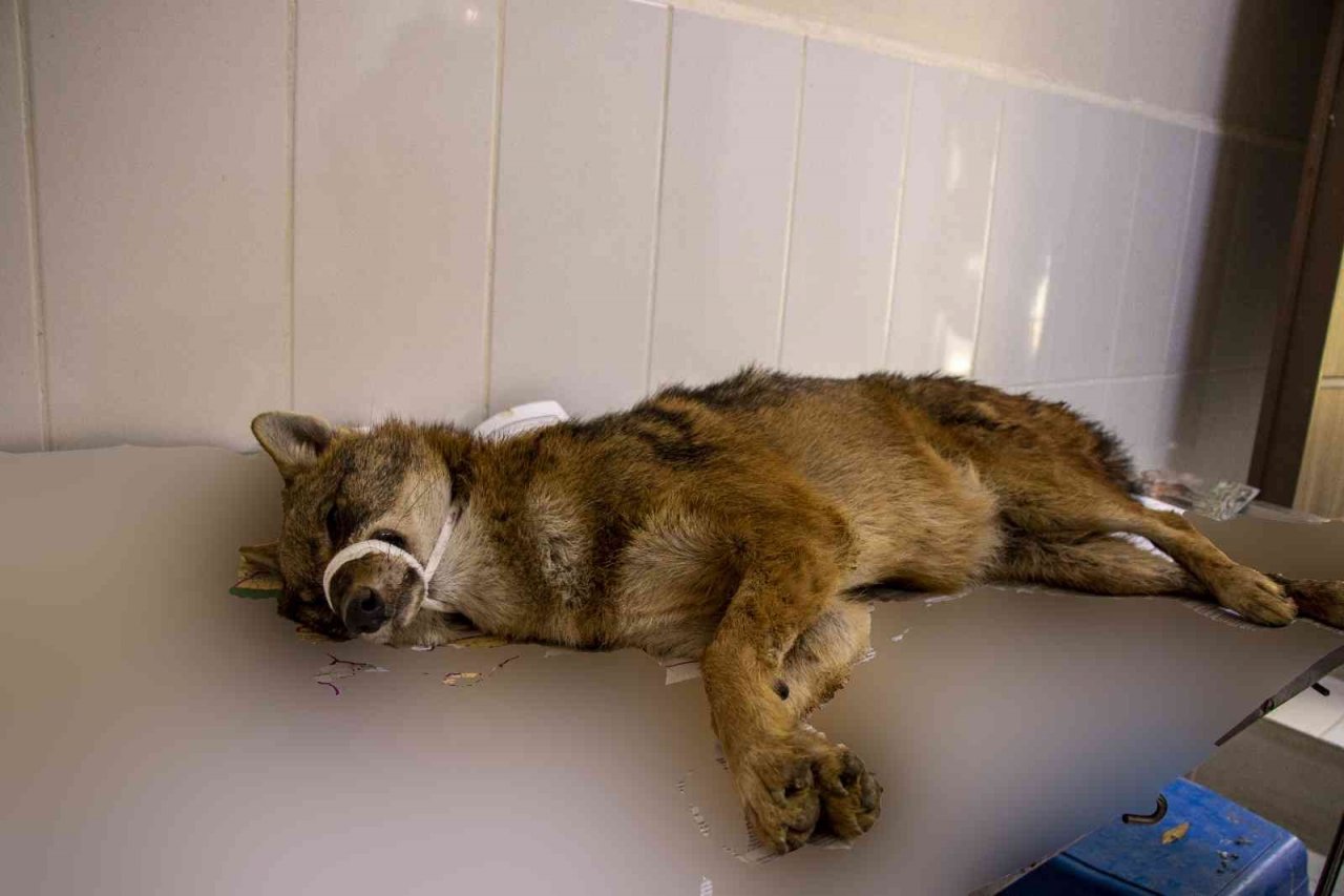 Yaralı çakal 3 saatlik operasyonla sağlığına kavuştu