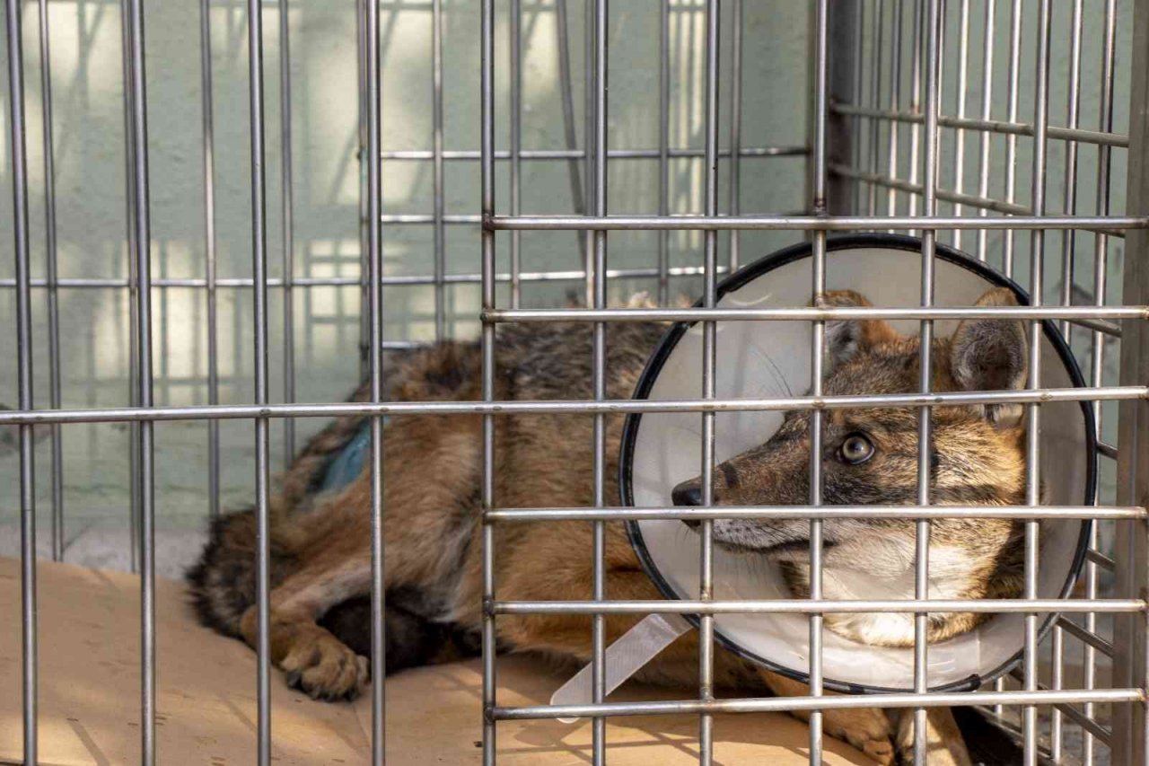 Yaralı çakal 3 saatlik operasyonla sağlığına kavuştu