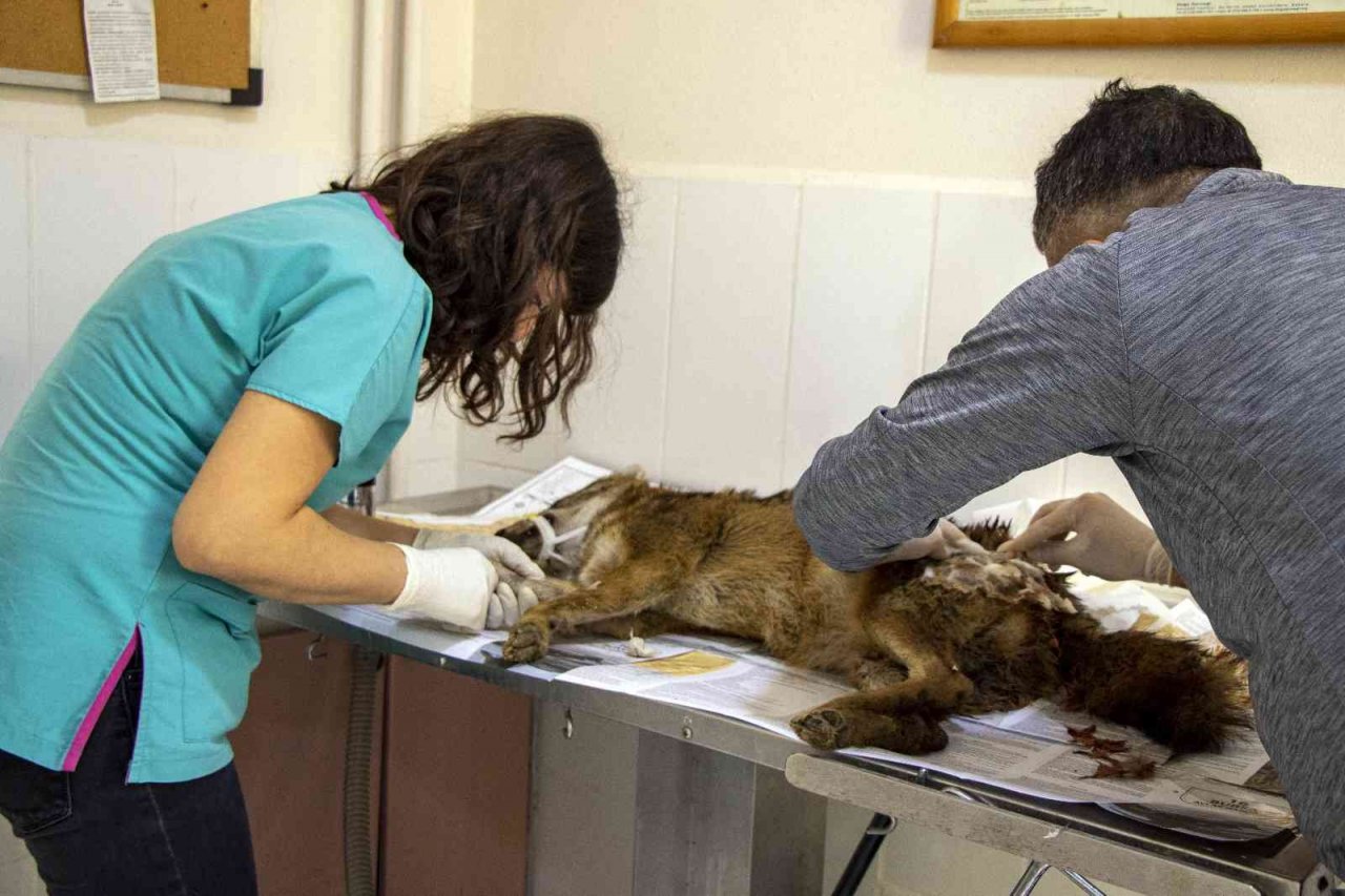 Yaralı çakal 3 saatlik operasyonla sağlığına kavuştu