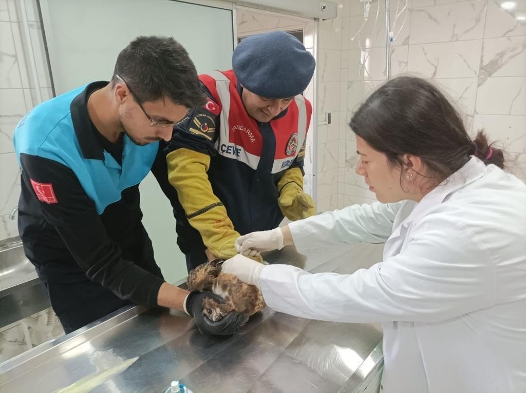 Jandarma yaralı şahine sahip çıktı