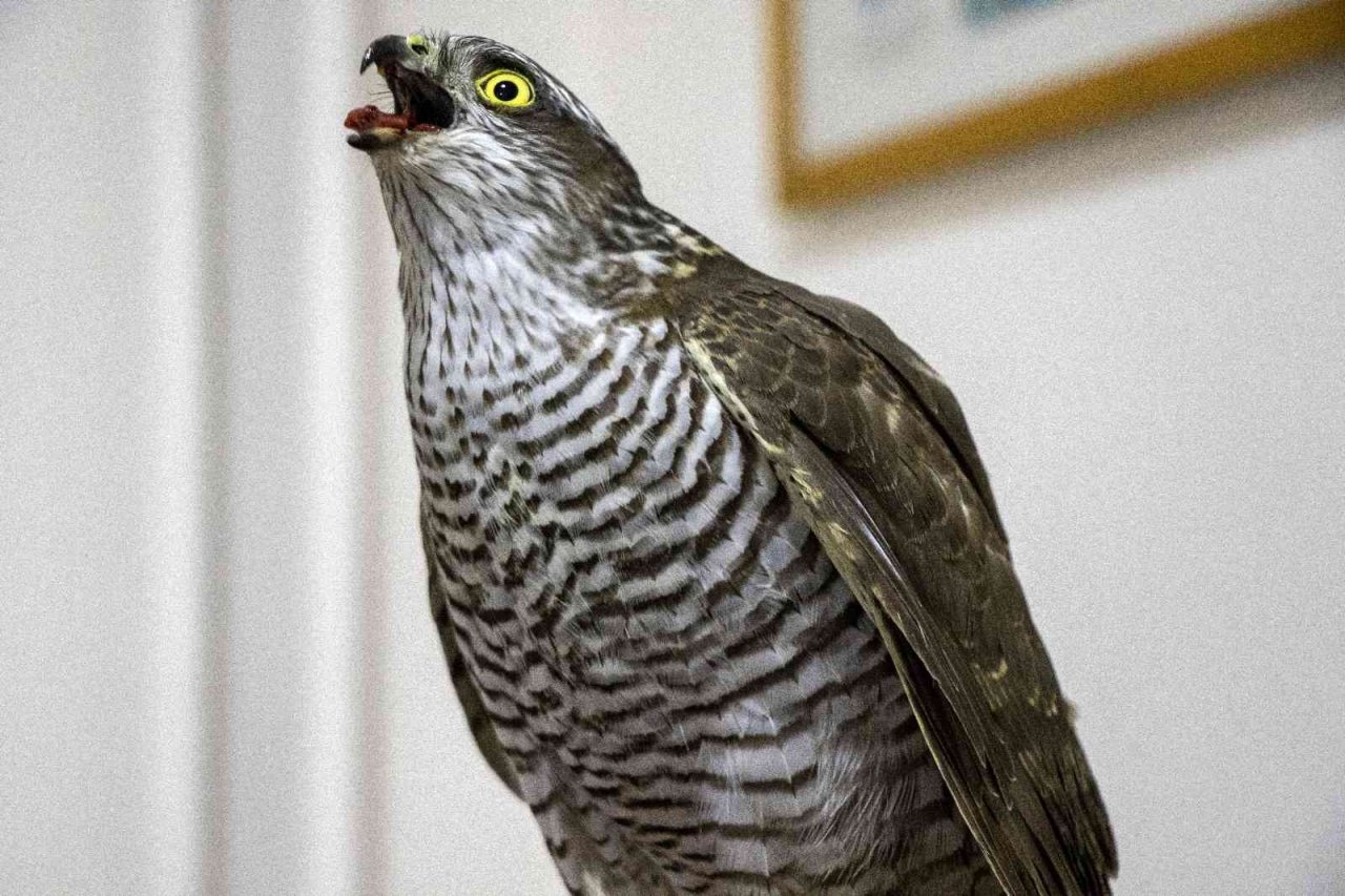 Yaralı atmaca tedavi altında