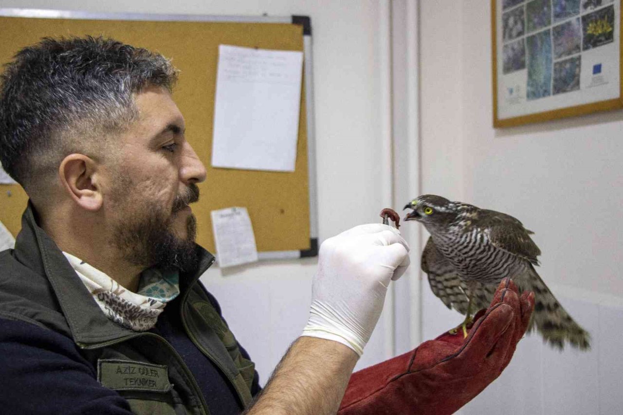Yaralı atmaca tedavi altında