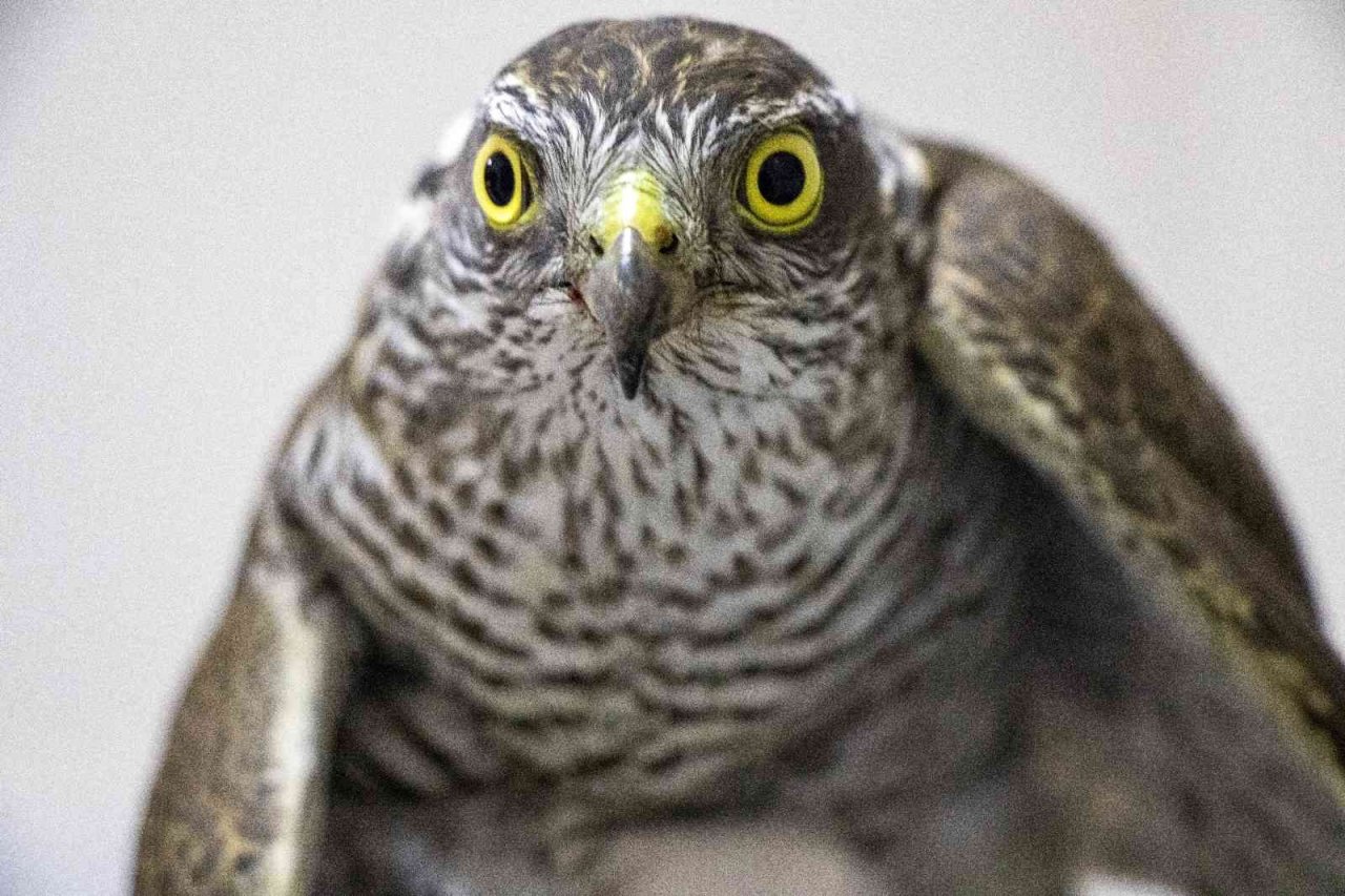 Yaralı atmaca tedavi altında