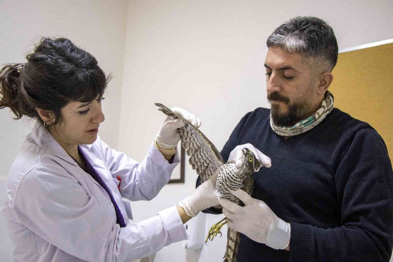 Yaralı atmaca tedavi altında