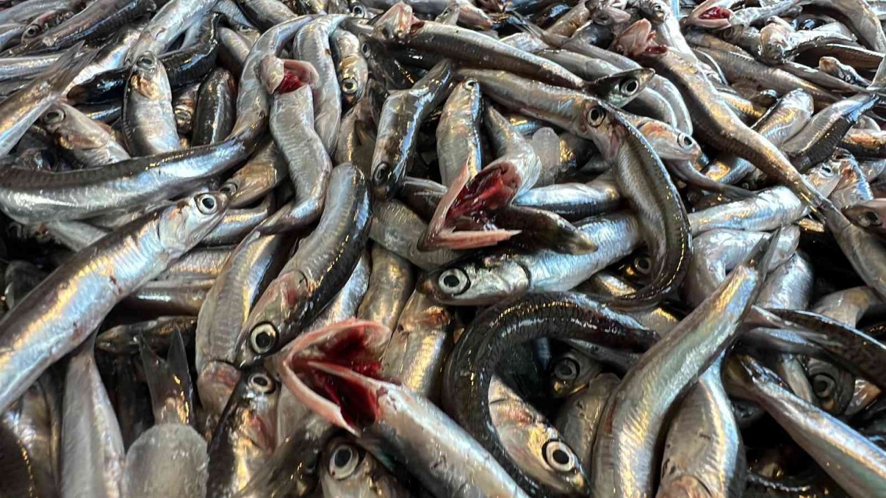 Palamuttan sonra gelen hamsi yüz güldürüyor