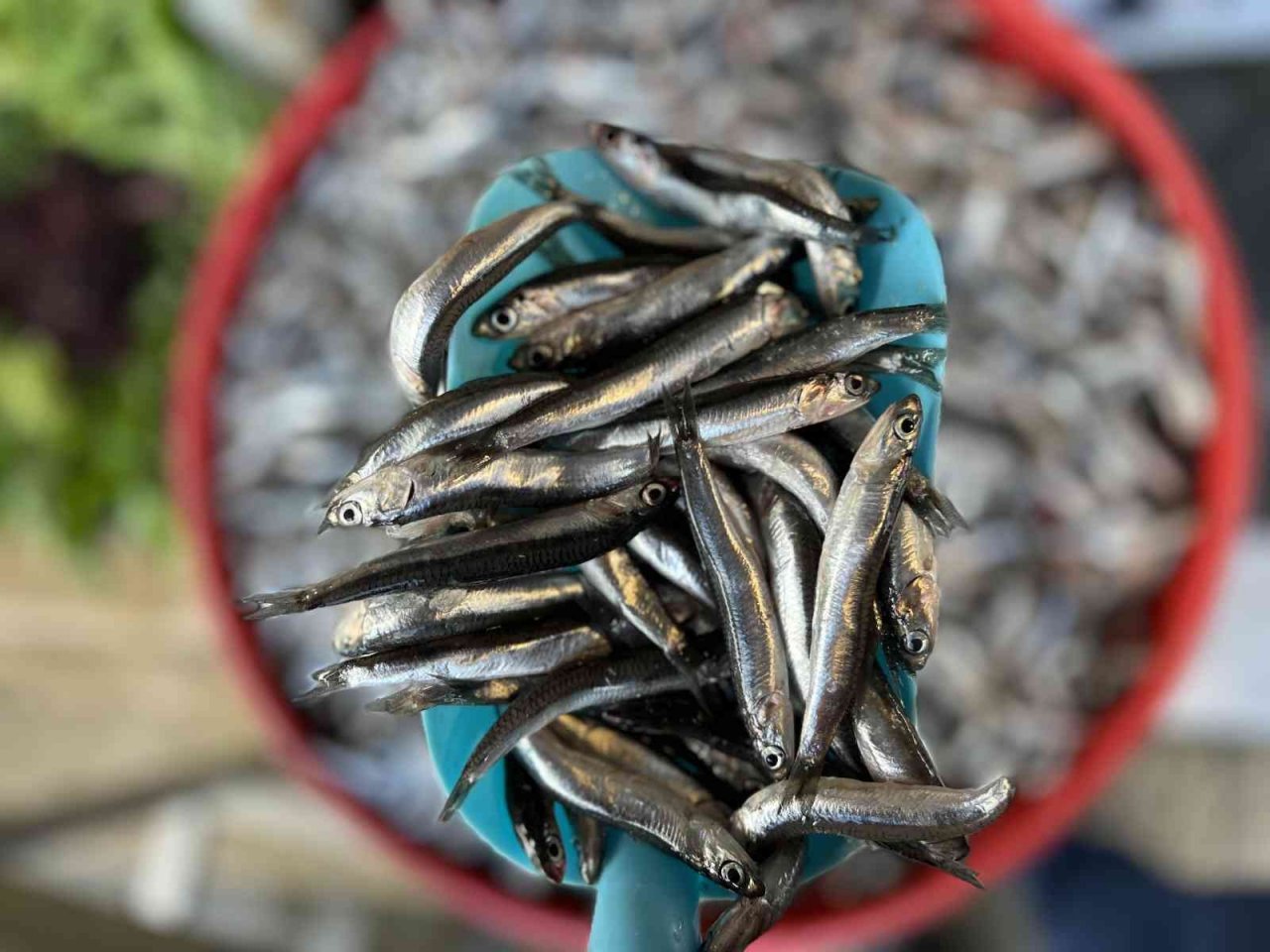 Palamuttan sonra gelen hamsi yüz güldürüyor