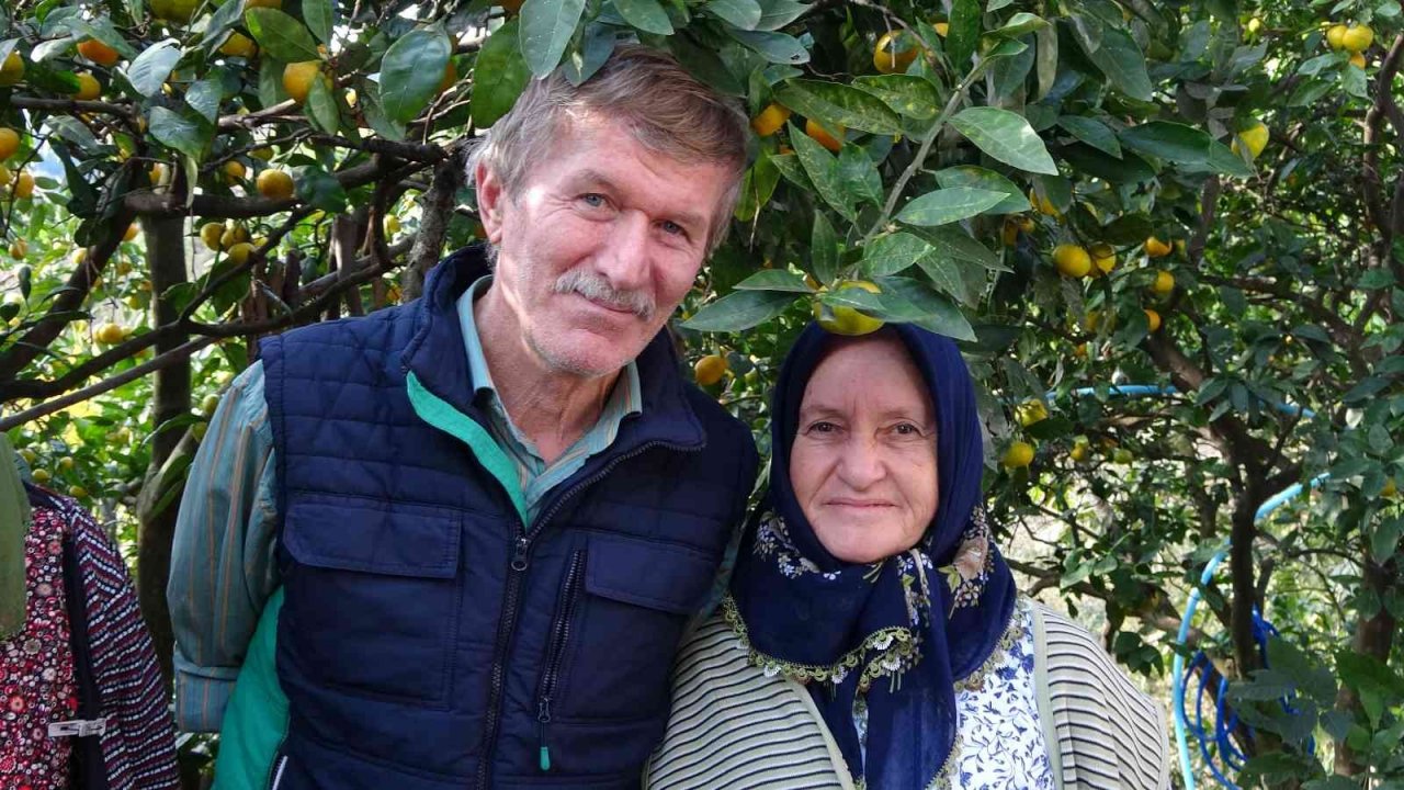 Karadeniz’de narenciye hasadı başladı