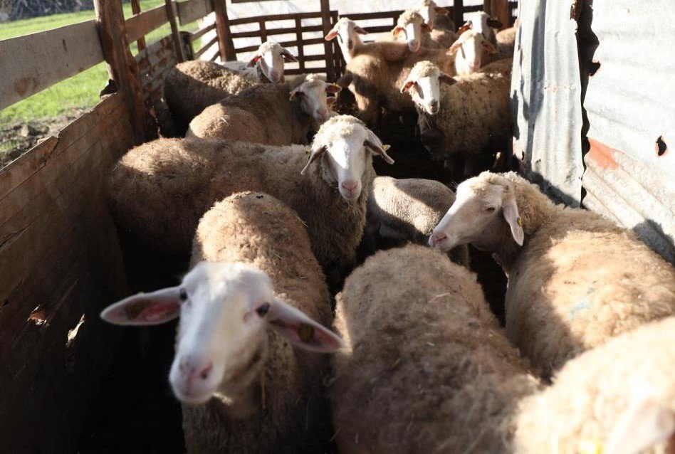 Kadın üreticilere küçükbaş hayvan ve yem desteği verilecek