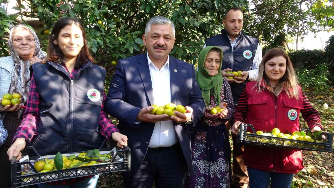 Karadeniz’de narenciye hasadı başladı