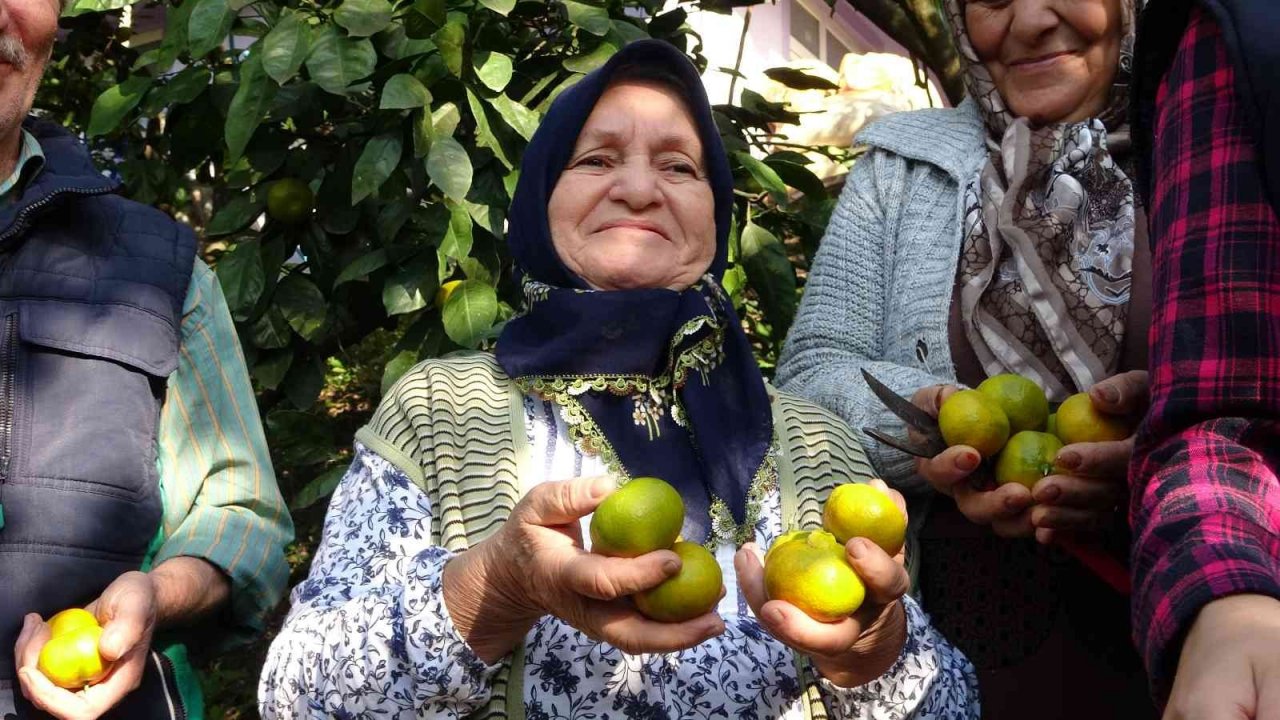 Karadeniz’de narenciye hasadı başladı