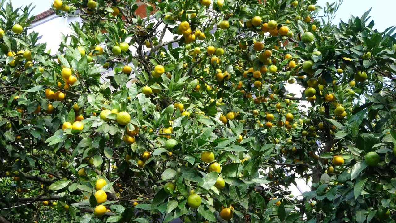 Karadeniz’de narenciye hasadı başladı