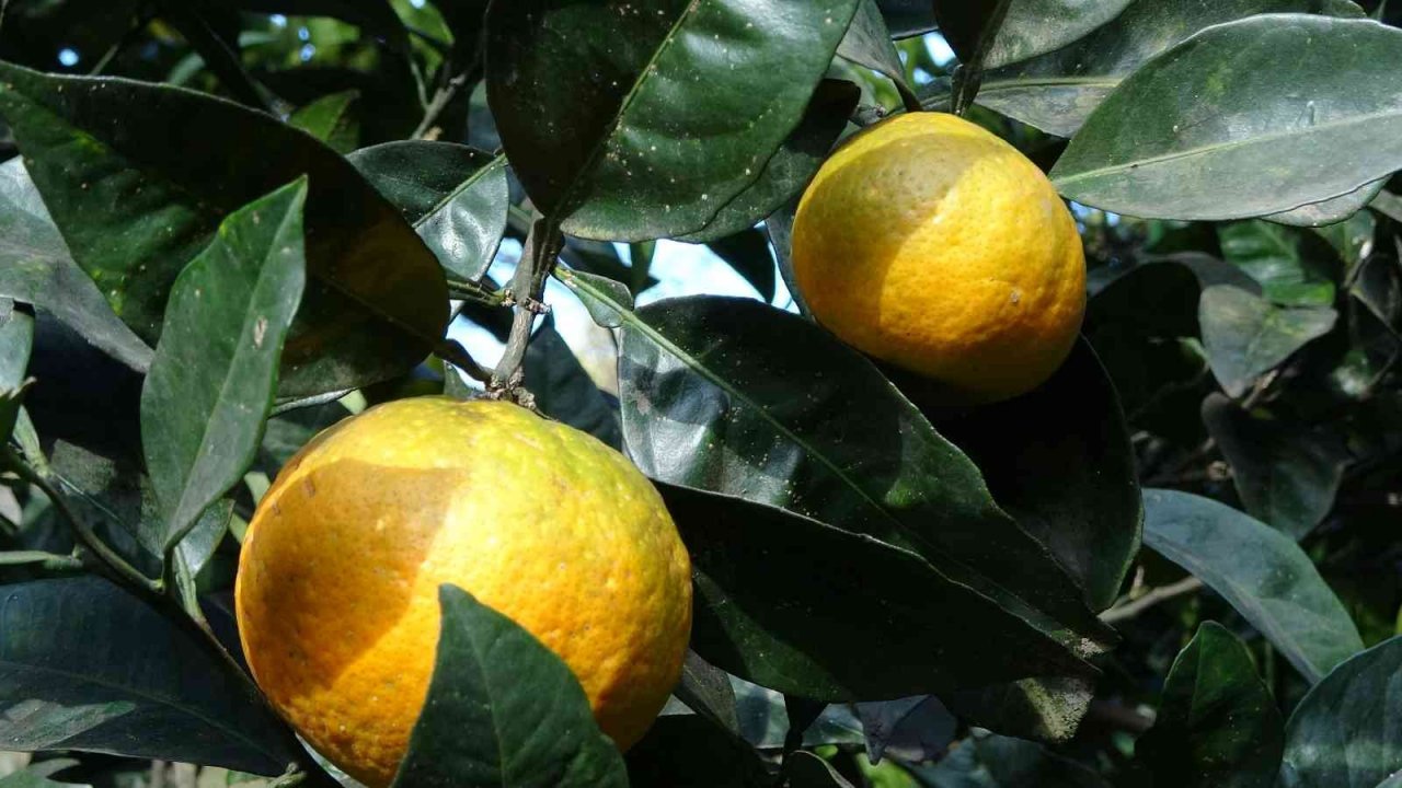 Karadeniz’de narenciye hasadı başladı
