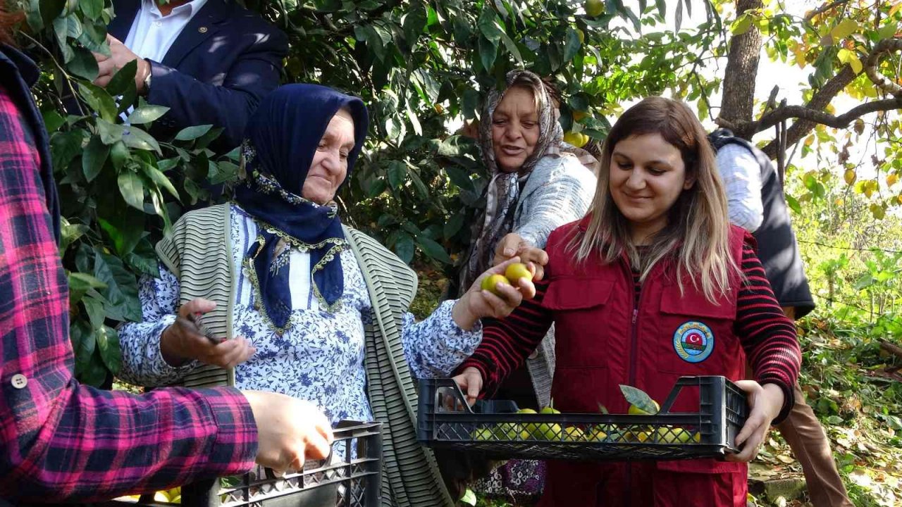 Karadeniz’de narenciye hasadı başladı