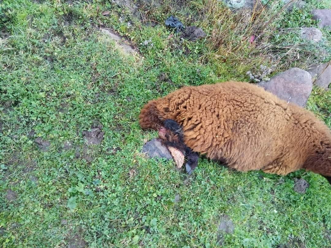 Köpeklerin saldırısına uğrayan 2 koyun telef oldu