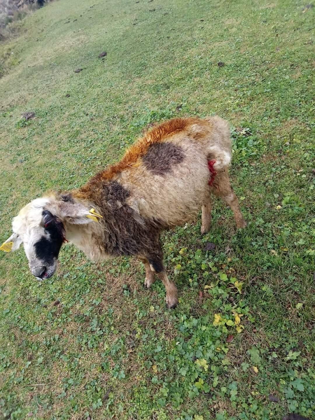 Köpeklerin saldırısına uğrayan 2 koyun telef oldu