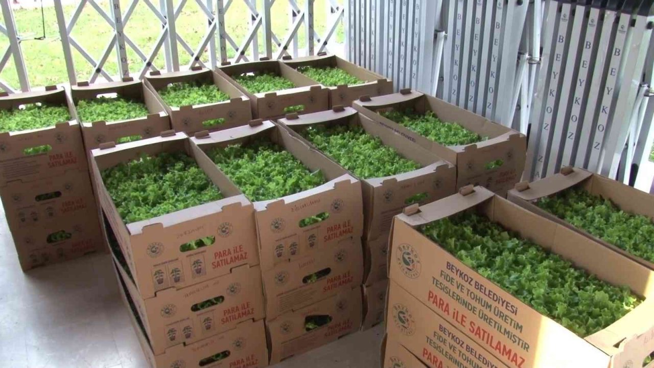 Beykoz’da çiftçilere 400 bin kışlık fide desteği