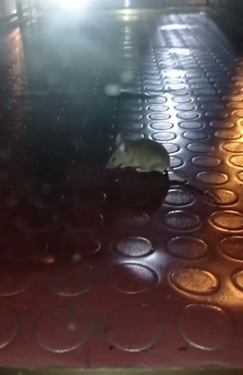 Pendik’te mide bulandıran görüntü: Simit tezgahından fare çıktı