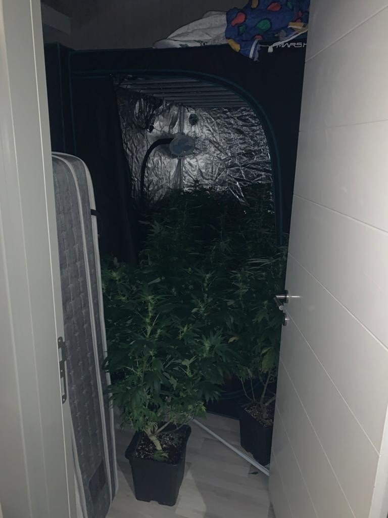 İstanbul’da uyuşturucu operasyonları: Evi uyuşturucu serasına dönüştürdüler