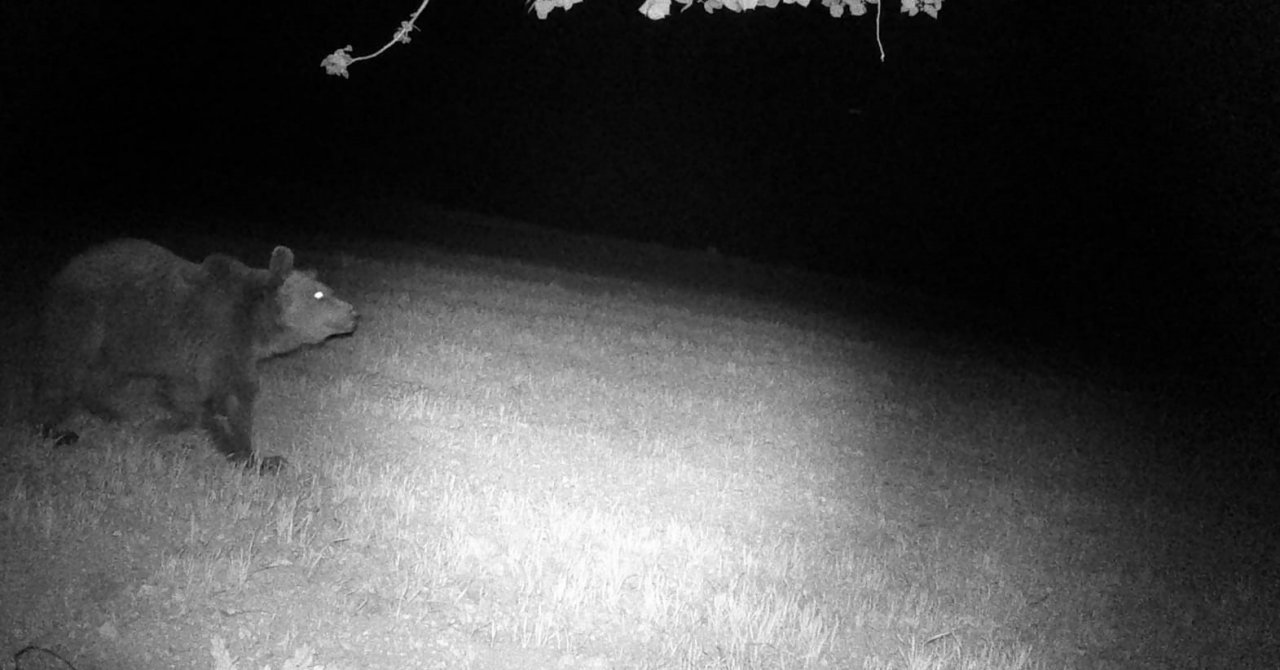 Mudurnu’nun yaban hayatı fotokapanlara yansıdı