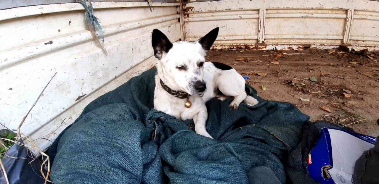 Onun can dostu "Atlas"ı oldu