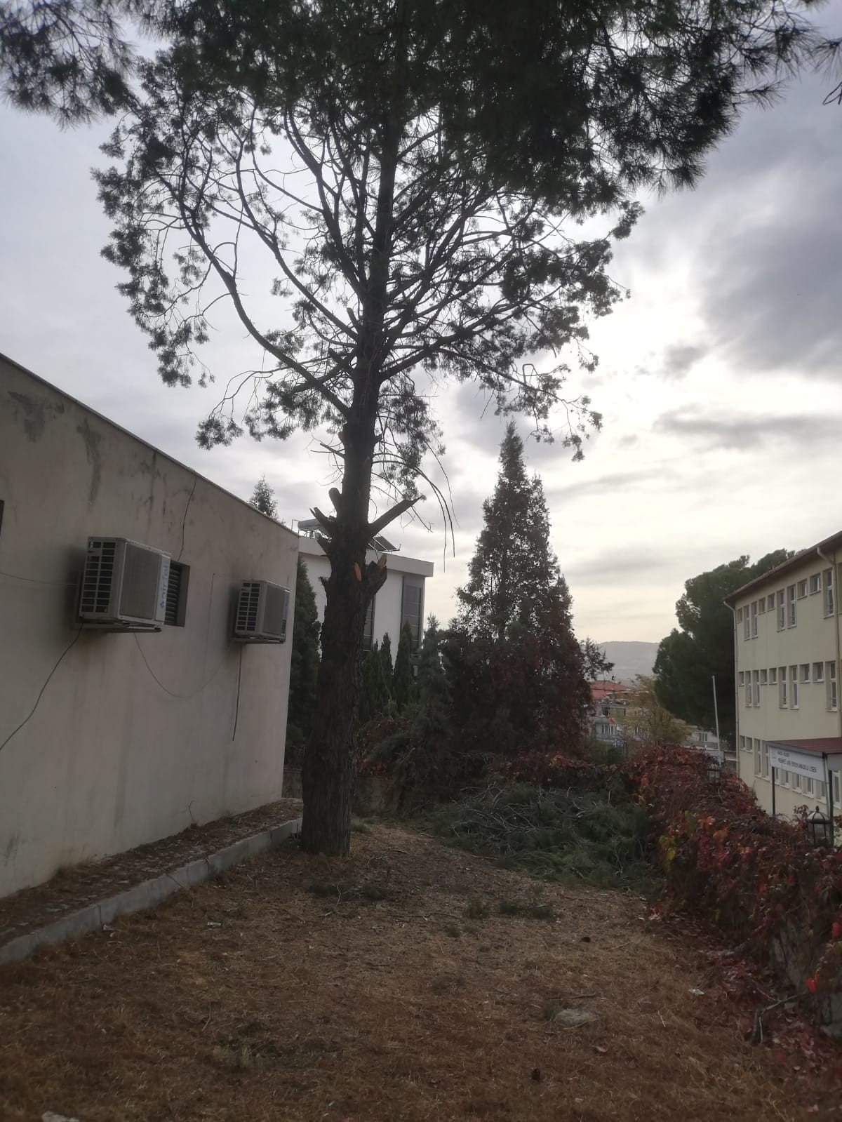 Ağaçtan düşen temizlik görevlisi hayatını kaybetti